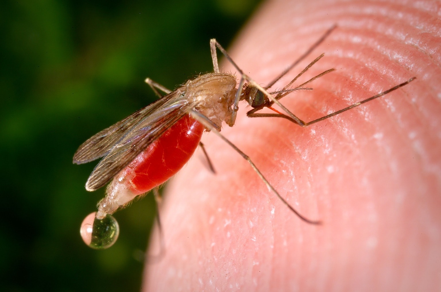 Unlocking Opportunities in the Malaria Disease Market| DLI